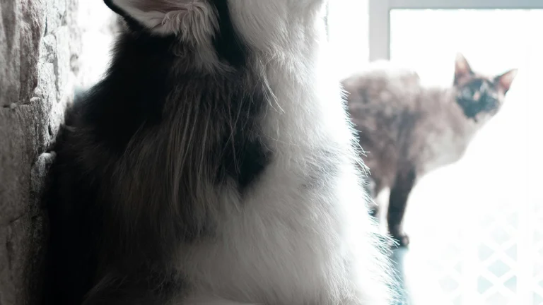 Comportamento Territorial em Animais: Guia Completo para Identificar e Corrigir