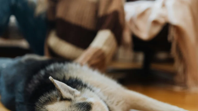 Perda de Apetite em Pets? Saiba Como Estimular e Melhorar a Saúde do Seu Companheiro!