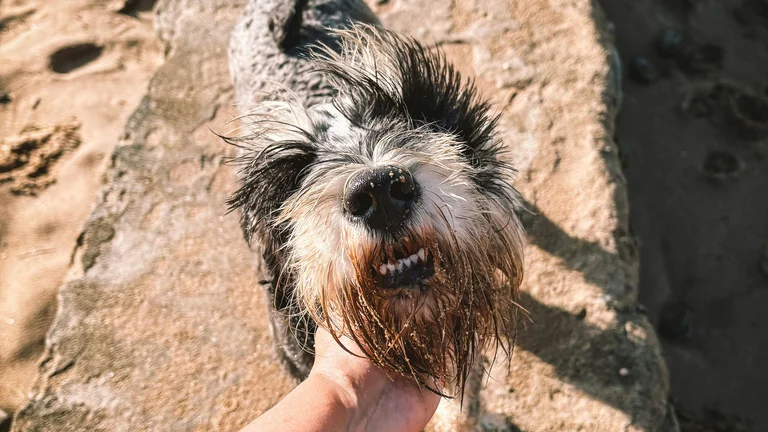Viajar com Pet no Calor: Tudo que Você Precisa Saber para uma Viagem Segura e Feliz