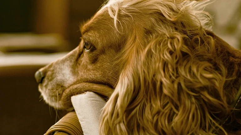 Como Lidar com Pelos de Pets: Dicas Essenciais para uma Casa Limpa e Pet Saudável