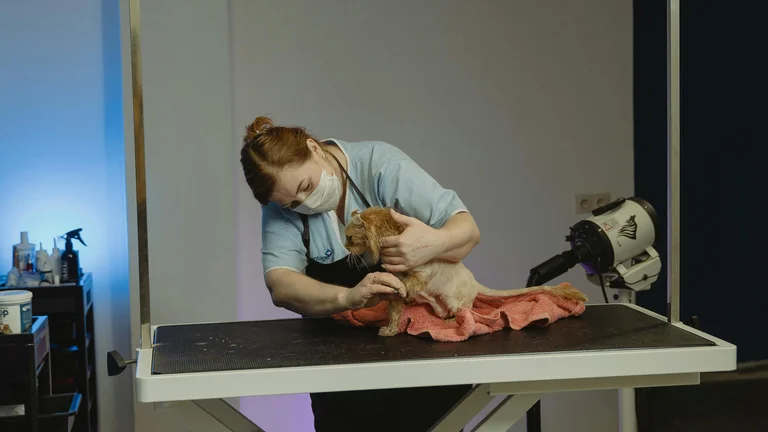 Banho de Pet: Em Casa vs. Profissional? Veja o que Pesar antes de Decidir