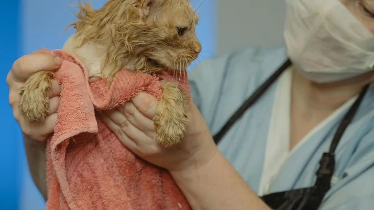 Preparando o Pet Para Consulta Veterinária Sem Estresse: Guia Completo