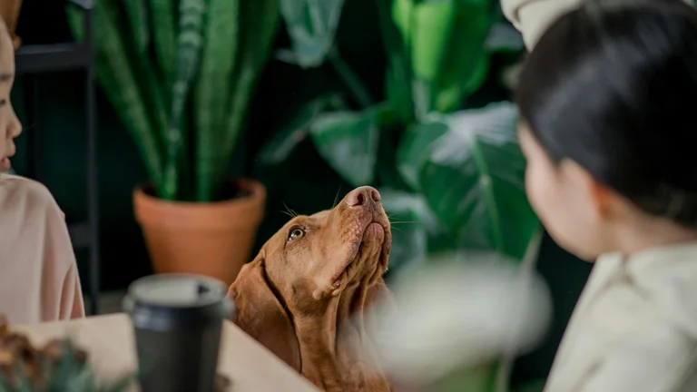 Alimentação do Pet: Como o Estilo de Vida do Tutor Molda a Saúde Animal