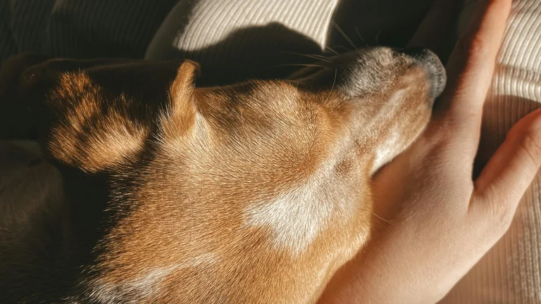 Cuidados Essenciais para Seu Pet Após Vacina e Vermifugação: Saúde e Bem-Estar Garantidos