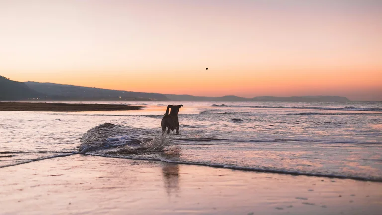 Planejamento de Férias com Pets: Guia Essencial para Cuidados e Hospedagem Segura