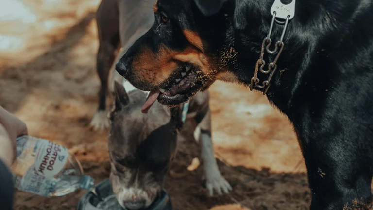 Hidratação Essencial para Cães e Gatos em Dias Quentes: Evite Desidratação e Intermação