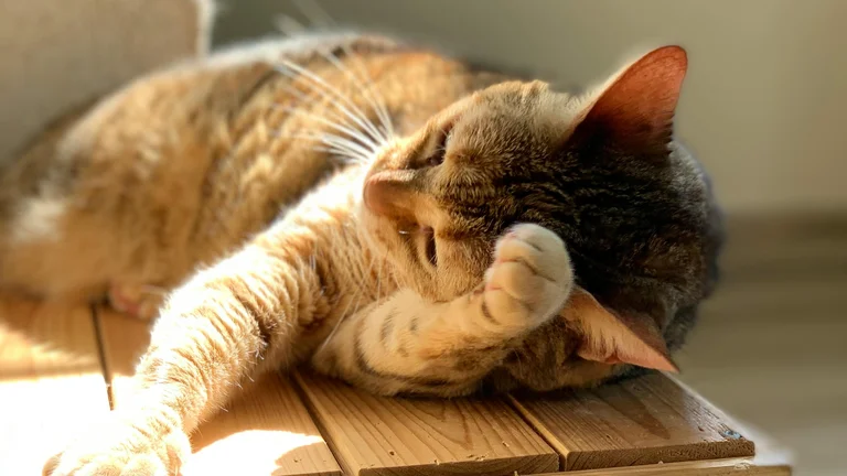 Saúde Mental de Gatos: Como Garantir o Bem-Estar Felino em Ambientes Internos