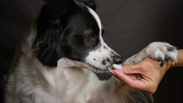 Comando 'Solta': Domine esta Habilidade Crucial para a Segurança do Seu Cão