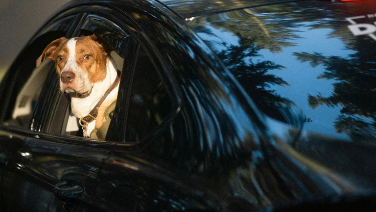 Guia Completo: Cuidados Essenciais para a Saúde do Seu Pet em Viagens Longas