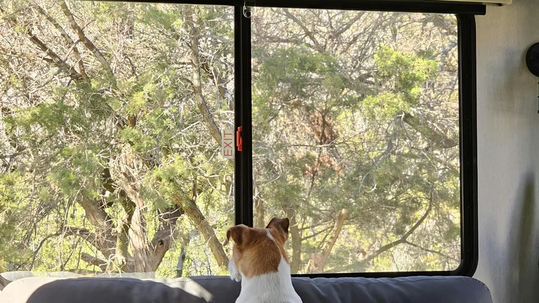 Viagem com Pet: Dicas Essenciais para Acalmar Cães e Gatos Ansiosos