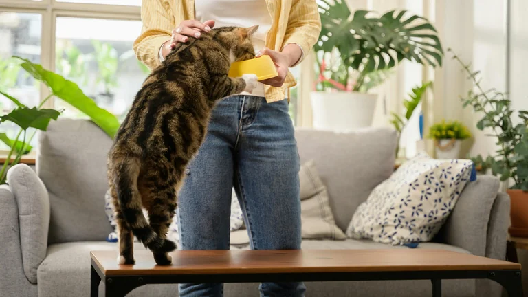 Escolha a Ração Certa para Gatos: O Pilar da Saúde e Bem-Estar Felino