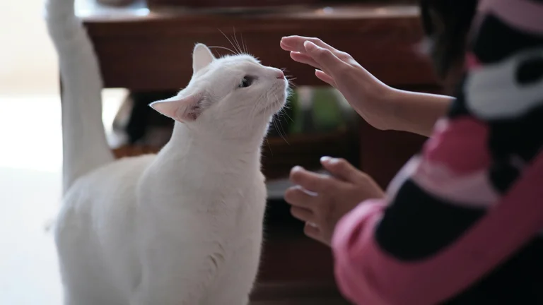 Socialização Segura de Animais: Guia Essencial para o Bem-Estar do Seu Pet