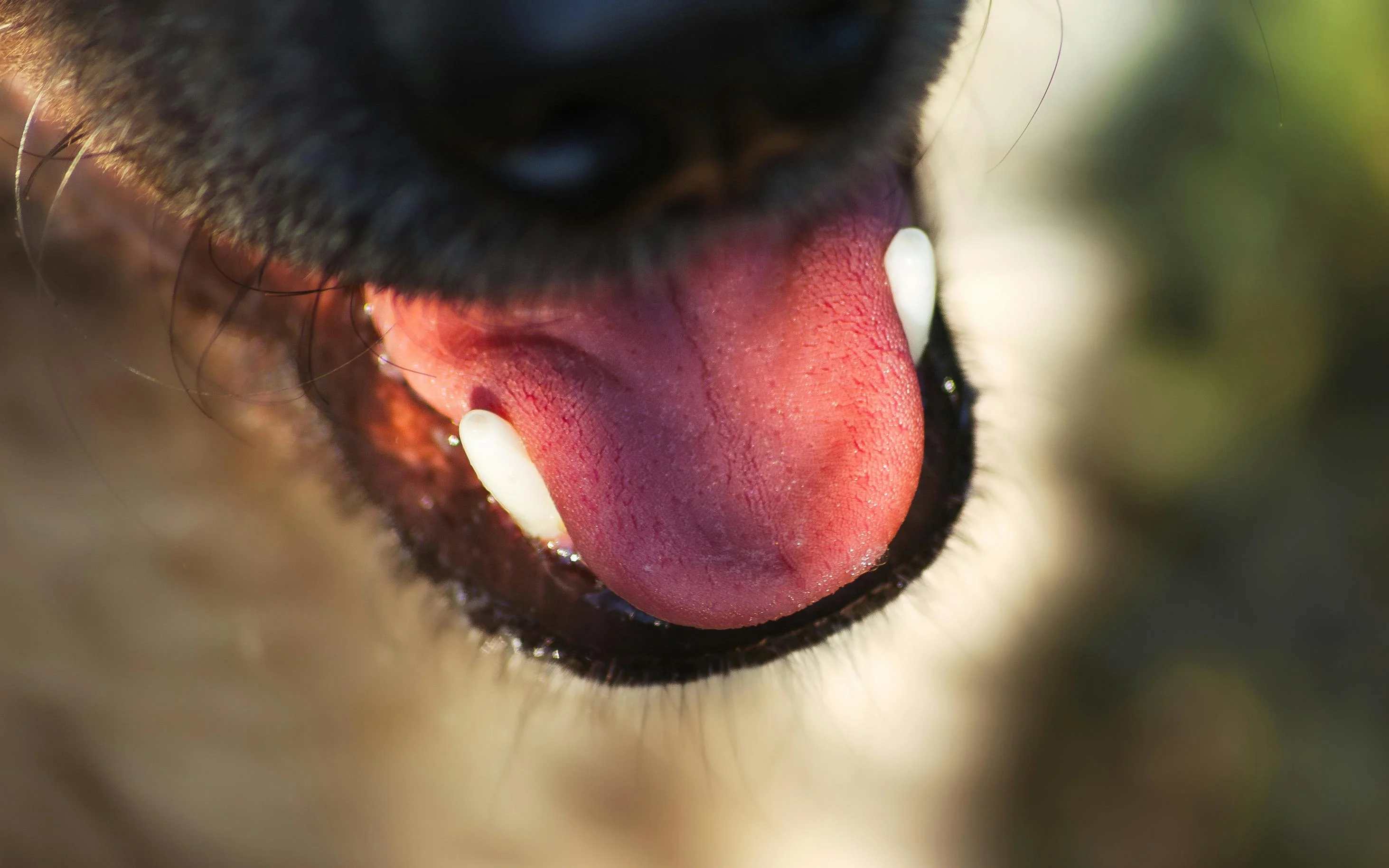 Higiene Oral Pet: Escovação e Impacto na Saúde