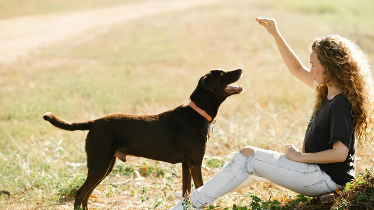 Reforço Positivo: A Abordagem Ética e Eficaz para Adestrar Seu Cão