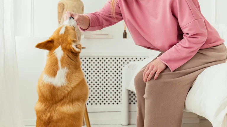 Ensine o Comando 'Senta' ao Seu Cão: Abordagem Lúdica para um Vínculo Mais Forte e Divertido