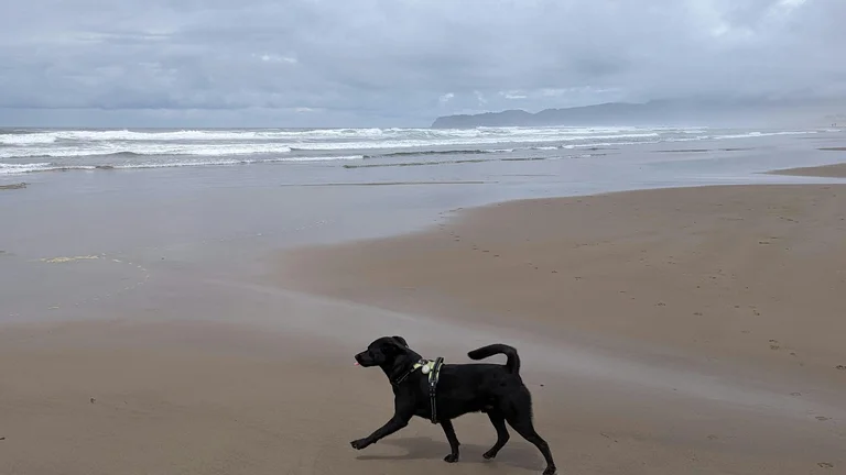 Guia Completo: Praias Pet Friendly no Litoral Brasileiro para Curtir com Seu Animal de Estimação