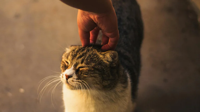 Desvende os Segredos da Linguagem Corporal dos Gatos e Fortaleça Sua Conexão