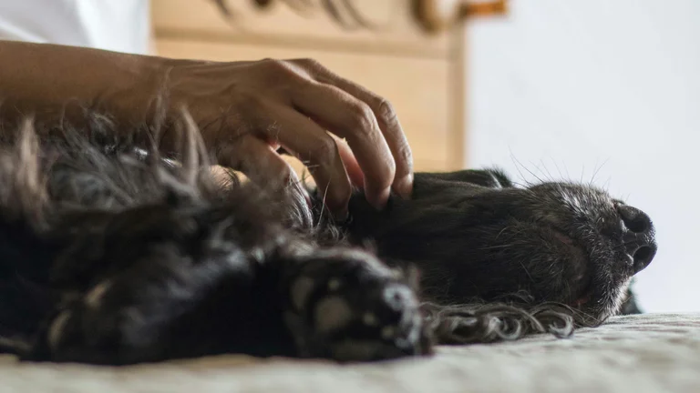 Guia Completo: Conforto e Cuidados Especiais para Pets Idosos | Adaptação e Bem-Estar