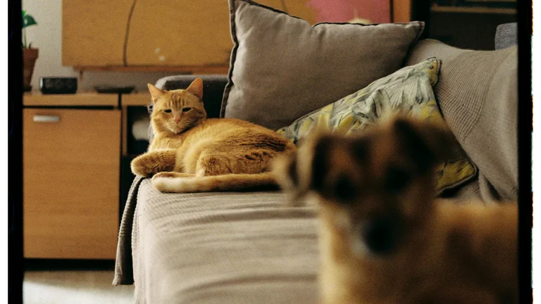 Seu Pet Sofre de Ansiedade de Separação? Saiba Como Ajudar Cães e Gatos!