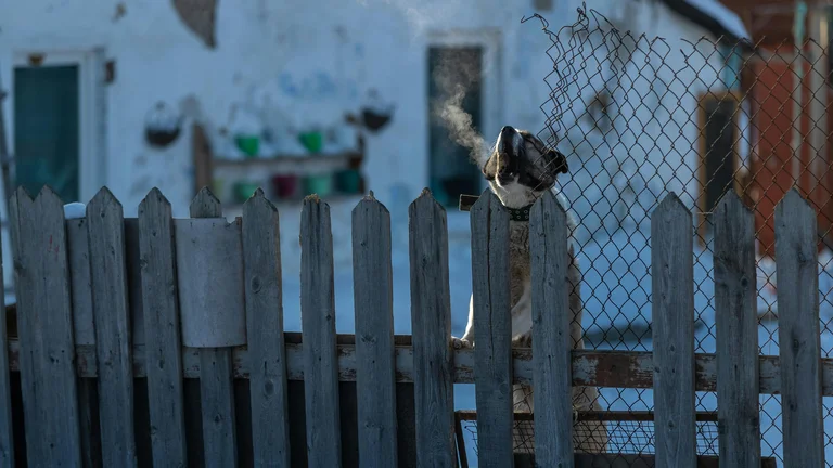Segurança para Pets Curiosos: Dicas Essenciais para um Ambiente Doméstico Livre de Perigos