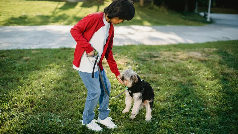 Viagens Longas com Pets: A Importância Crucial das Pausas para o Bem-Estar Animal
