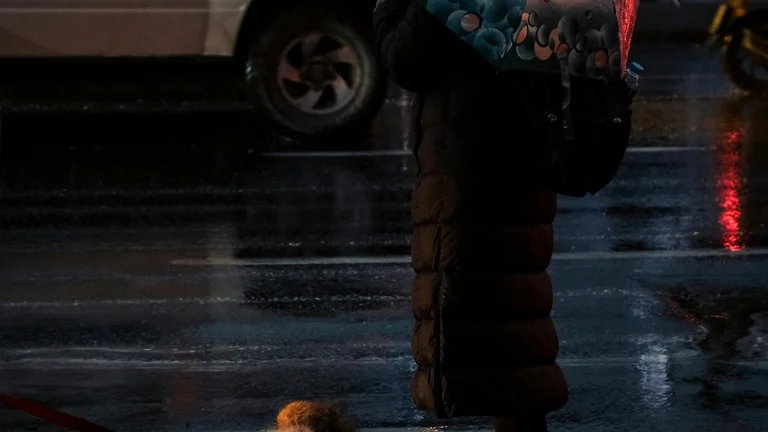 Guia Completo: Como Ensinar o Cão a Esperar Antes de Atravessar a Rua com Segurança