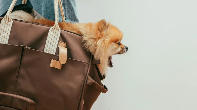 Viajando com Pets: O Guia Definitivo para Escolher o Melhor Transporte Coletivo