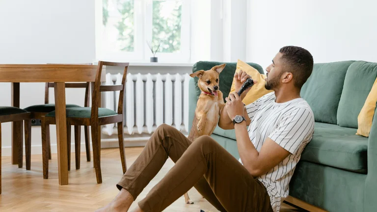 Melhores Opções de Hospedagem Temporária para seu Pet em Viagens Longas