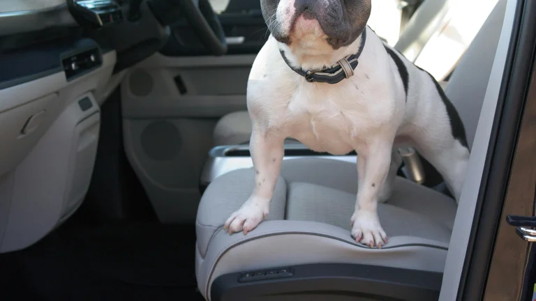 Transporte Seu Pet com Segurança no Carro: Guia Essencial para Viagens Tranquilas