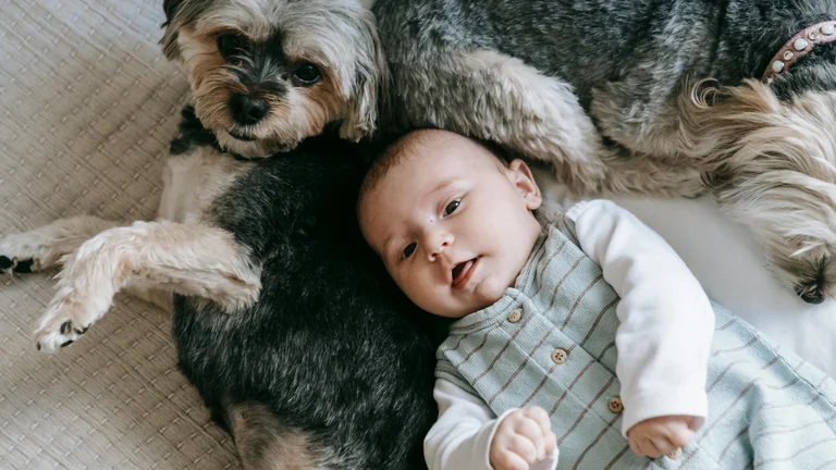 Guia Completo: Introdução Segura de Dois Pets – Cães, Gatos e Combinados