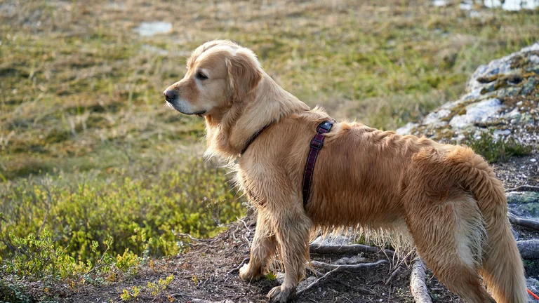 Guia Completo: Cuidados Essenciais para seu Pet em Trilhas e Caminhadas na Natureza