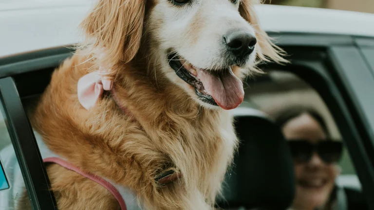 Planejamento Completo de Férias com Seu Pet: Guia Essencial para uma Viagem Segura e Feliz