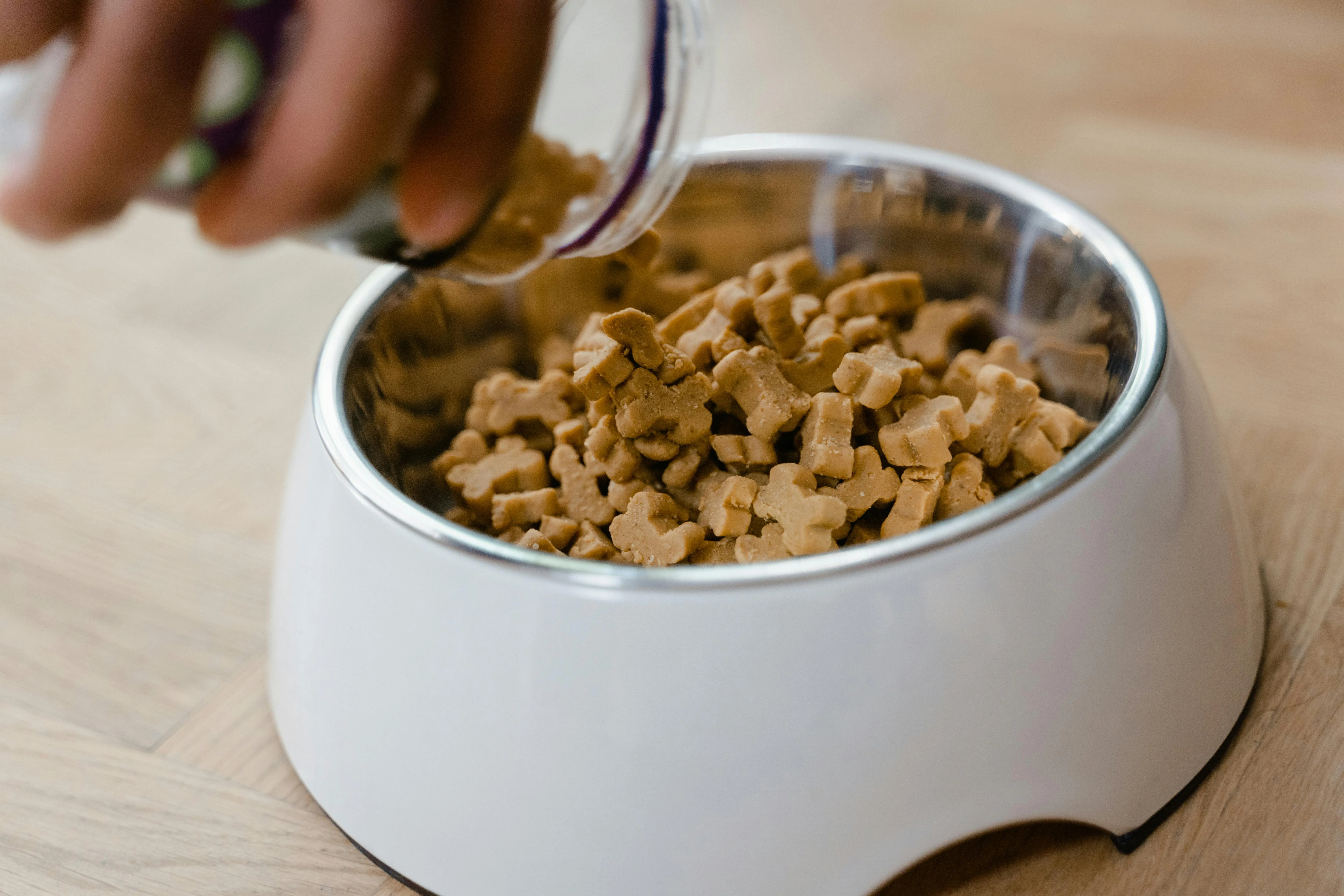 Alimentação de Filhotes: Dicas para Dieta Adequada e Saudável