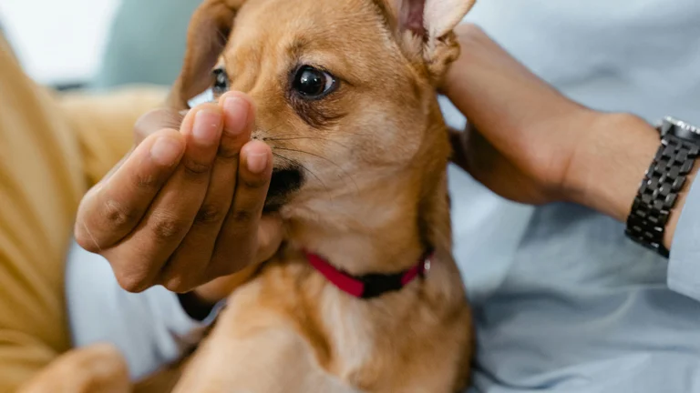 A Importância da Socialização Precoce em Filhotes: Desenvolva Cães Equilibrados e Felizes