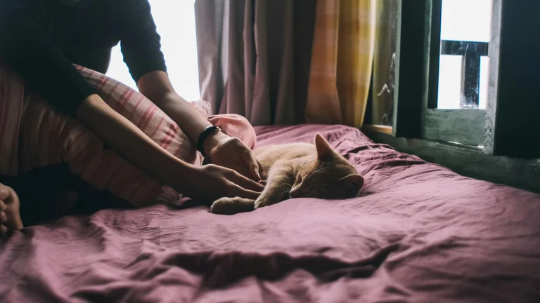 Qualidade do Sono em Lares com Múltiplos Pets: Desafios e Soluções para Você e Seus Bichinhos