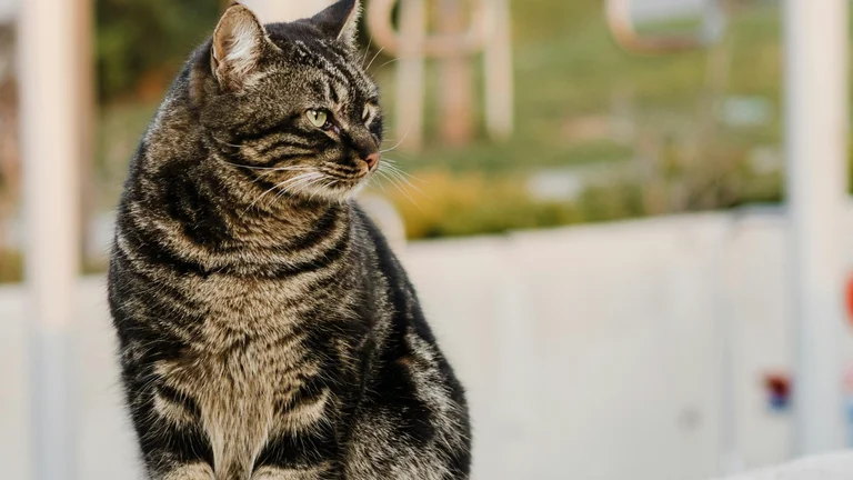 Estresse em Gatos: Saiba Como Identificar os Sinais Cruciais e Proteger Seu Felino