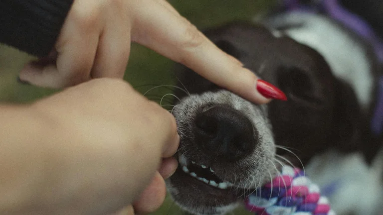 Como Estimular a Mente do Seu Pet: Brincadeiras Simples Para Acabar Com a Rotina e o Tédio