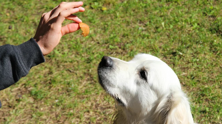 Guia Prático: Ensine Seu Cachorro a Fazer Necessidades no Lugar Certo