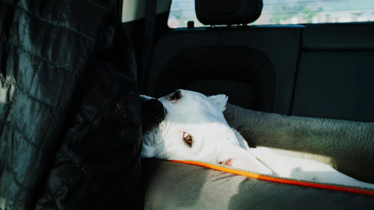 A Segurança do Seu Pet no Carro: Por Que é Crucial e Como Garantir o Transporte Correto.