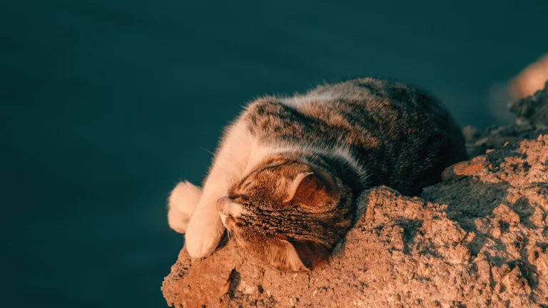 Como Criar um Ambiente Menos Estressante para o Gato: Garanta a Felicidade Felina!