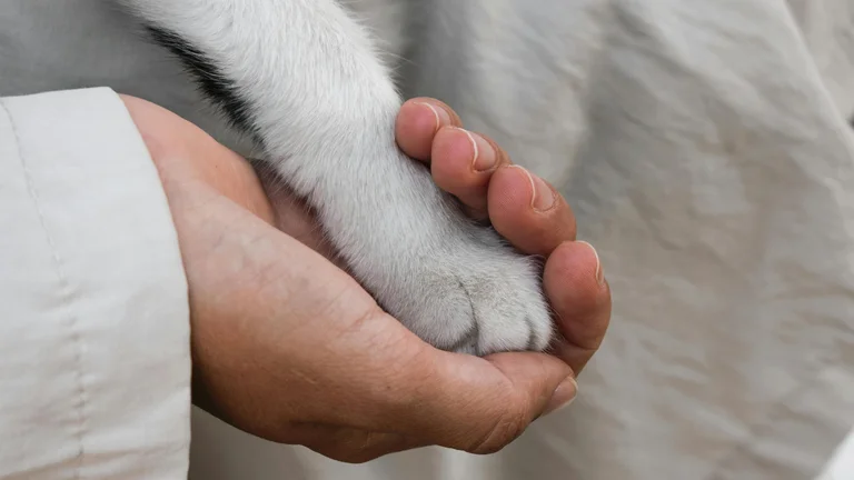 Guia Completo: Viaje de Avião com Seu Cão ou Gato de Forma Segura e Confortável