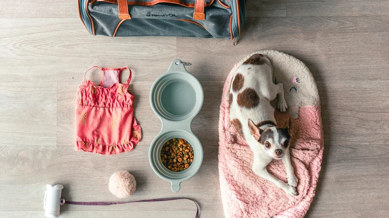 Mochila de Passeio do Pet: Itens Indispensáveis para Aventuras Seguras e Felizes